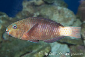 Unidentified parrotfish