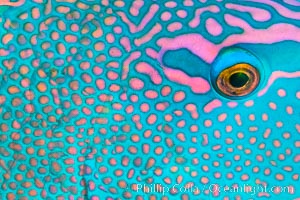 Parrotfish detail, Fiji, Namena Marine Reserve, Namena Island