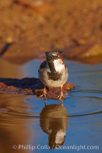 House sparrow, breeding male, Passer domesticus, Amado, Arizona