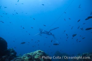 Pat Guasco spearfishing over seamount, Islas San Benito, San Benito Islands (Islas San Benito)