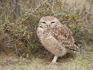 Patagonian burrowing owl, Athene cunicularia, Valdes Peninsula, Argentina, Puerto Piramides, Chubut