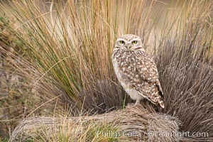 Patagonian burrowing owl, Athene cunicularia, Valdes Peninsula, Argentina, Puerto Piramides, Chubut