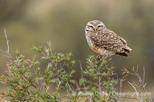 Patagonian burrowing owl, Athene cunicularia, Valdes Peninsula, Argentina. By permission of the Government of Argentina, Chubut, permit # 51 / 2025-SsCyA, Athene cunicularia, Puerto Piramides