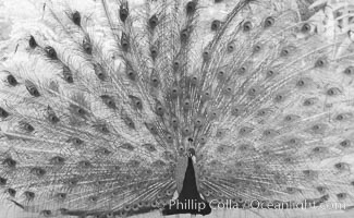 Peacock, male in display, infrared, Balboa Park, San Diego, California