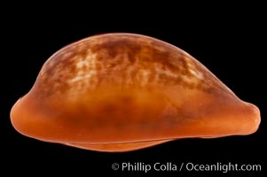 Pear Cowrie, Cypraea pyrum