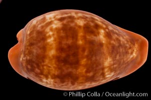 Pear Cowrie, Cypraea pyrum