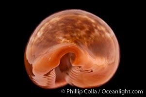 Pear Cowrie, Cypraea pyrum