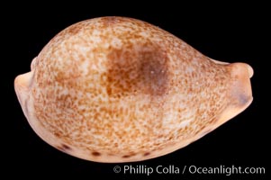 Image 08051, Pear-shaped Cowrie., Cypraea pyriformis, Phillip Colla, all rights reserved worldwide. Keywords: cowries, cypraea pyriformis, pear-shaped cowrie, shells.