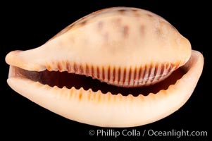 Pear-shaped Cowrie, Cypraea pyriformis