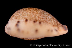 Image 08053, Pear-shaped Cowrie., Cypraea pyriformis, Phillip Colla, all rights reserved worldwide. Keywords: cowries, cypraea pyriformis, pear-shaped cowrie, shells.