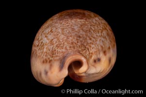 Pear-shaped Cowrie, Cypraea pyriformis