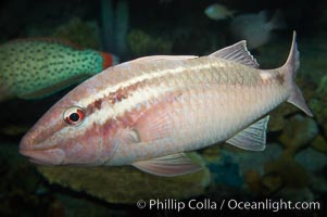 Pearly goatfish, Parapeneus margaritatus