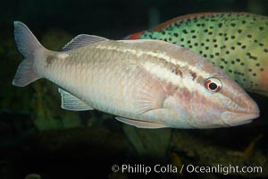 Pearly goatfish, Parapeneus margaritatus