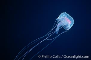 Purple jellyfish, open ocean, Pelagia noctiluca, Guadalupe Island (Isla Guadalupe)