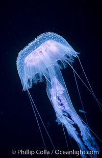 Purple jellyfish, open ocean.