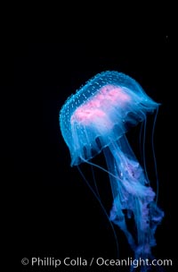 Purple jellyfish, open ocean. Guadalupe Island (Isla Guadalupe), Baja California, Mexico, Pelagia noctiluca, natural history stock photograph, photo id 06211