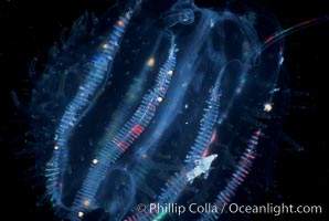 Pelagic ctenophore (lobate comb jelly), San Diego, California