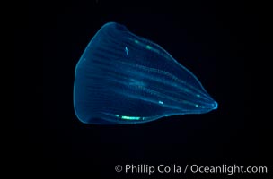 Ctenophore (comb jelly), open ocean, Beroe forskalii, Guadalupe Island (Isla Guadalupe)