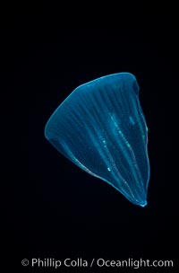 Ctenophore (comb jelly), open ocean, Beroe forskalii, Guadalupe Island (Isla Guadalupe)