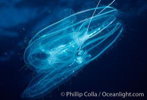 Pelagic ctenophore (lobate comb jelly), Leucothea pulchra, San Diego, California