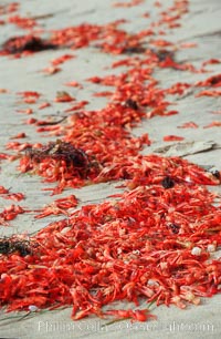 Pelagic red tuna crabs, washed ashore to form dense piles on the beach. Ocean Beach, California, USA, Pleuroncodes planipes, natural history stock photograph, photo id 06074