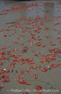 Pelagic red tuna crabs, washed ashore to form dense piles on the beach, Pleuroncodes planipes, San Diego, California