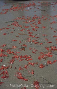 Pelagic red tuna crabs, washed ashore to form dense piles on the beach, Pleuroncodes planipes, San Diego, California