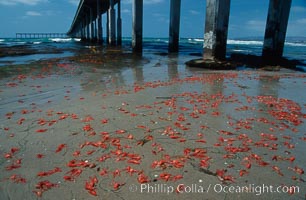 Pelagic red tuna crabs, washed ashore to form dense piles on the beach, Pleuroncodes planipes, Ocean Beach, California