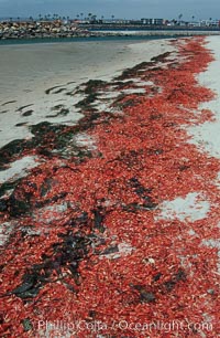 Pelagic red tuna crabs, washed ashore to form dense piles on the beach, Pleuroncodes planipes, Ocean Beach, California