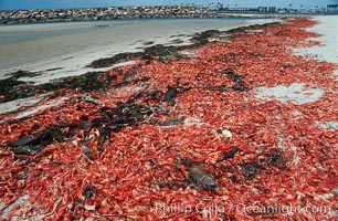 Pelagic red tuna crabs, washed ashore to form dense piles on the beach, Pleuroncodes planipes, Ocean Beach, California