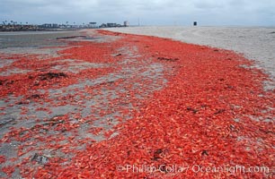 Pelagic red tuna crabs, washed ashore to form dense piles on the beach, Pleuroncodes planipes, Ocean Beach, California