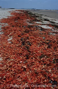 Pelagic red tuna crabs, washed ashore to form dense piles on the beach. San Diego, California, USA, Pleuroncodes planipes, natural history stock photograph, photo id 06082