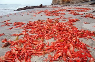 Pelagic red tuna crabs, washed ashore to form dense piles on the beach, Pleuroncodes planipes, Ocean Beach, California