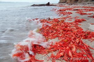 Pelagic red tuna crabs, washed ashore to form dense piles on the beach, Pleuroncodes planipes, Ocean Beach, California