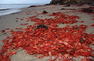 Pelagic red tuna crabs, washed ashore to form dense piles on the beach, Pleuroncodes planipes, San Diego, California