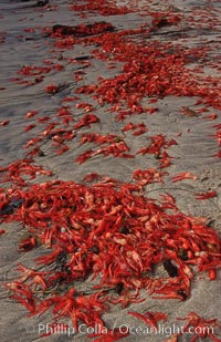 Pelagic red tuna crabs, washed ashore to form dense piles on the beach, Pleuroncodes planipes, San Diego, California