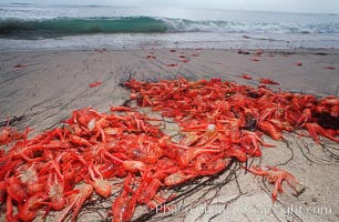 Pelagic red tuna crabs, washed ashore to form dense piles on the beach, Pleuroncodes planipes, Ocean Beach, California