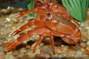 Pelagic Red Crab. Red tuna crab, Pleuroncodes planipes