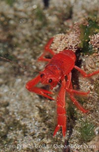 Pelagic red tuna crab, washed ashore in tidepool, Pleuroncodes planipes, Ocean Beach, California