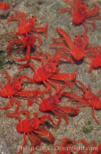 Pelagic red tuna crabs, washed ashore in tidepool, Pleuroncodes planipes, Ocean Beach, California