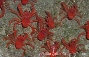 Pelagic red tuna crabs, washed ashore in tidepool, Pleuroncodes planipes, copyright Natural History Photography, www.oceanlight.com, image #06063, all rights reserved worldwide.