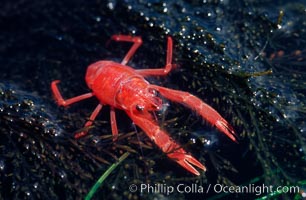 Pelagic red tuna crabs, washed ashore in tidepool, Pleuroncodes planipes, Ocean Beach, California