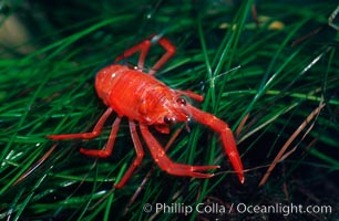 Pelagic red tuna crabs, washed ashore in tidepool, Pleuroncodes planipes, Ocean Beach, California