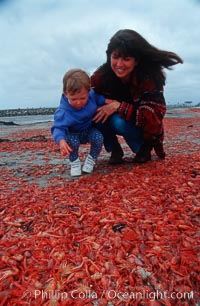 Pelagic red tuna crabs, washed ashore to form dense piles on the beach, Pleuroncodes planipes, Ocean Beach, California