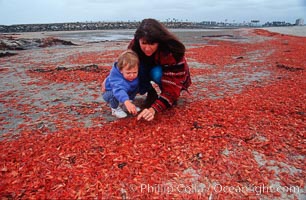 Pelagic red tuna crabs, washed ashore to form dense piles on the beach, Pleuroncodes planipes, Ocean Beach, California