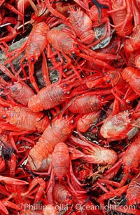 Pelagic red tuna crabs, washed ashore to form dense piles on the beach, Pleuroncodes planipes, Ocean Beach, California