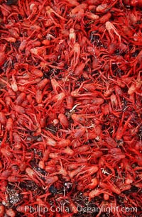 Pelagic red tuna crabs, washed ashore to form dense piles on the beach, Pleuroncodes planipes, Ocean Beach, California