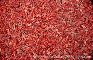 Pelagic red tuna crabs, washed ashore to form dense piles on the beach, Pleuroncodes planipes, Ocean Beach, California