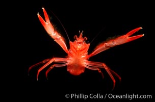 Pelagic red tuna crab, open ocean, Pleuroncodes planipes, San Diego, California