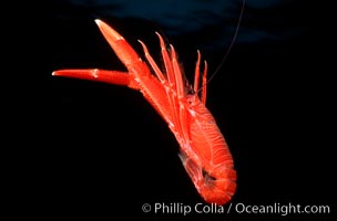 Pelagic red tuna crab, open ocean, Pleuroncodes planipes, San Diego, California